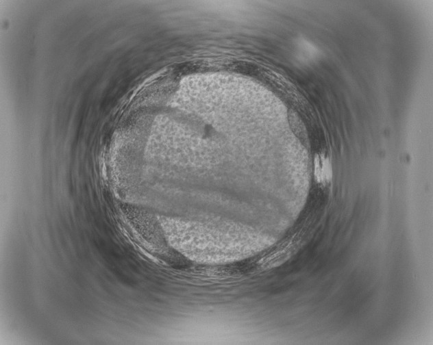 X0000085831155200704091650