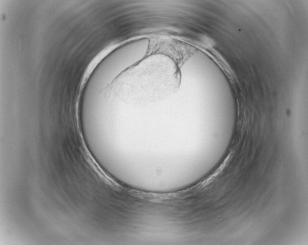 X0000085831196200704091650