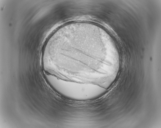 X0000085831224200704091649