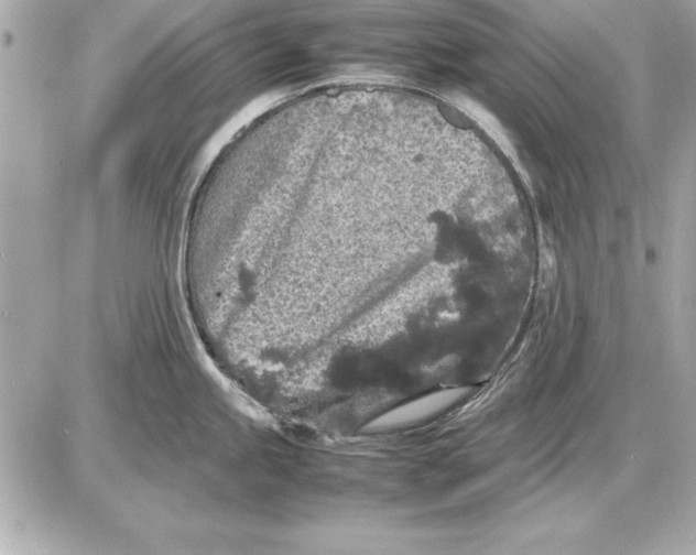 X0000085831245200704091650