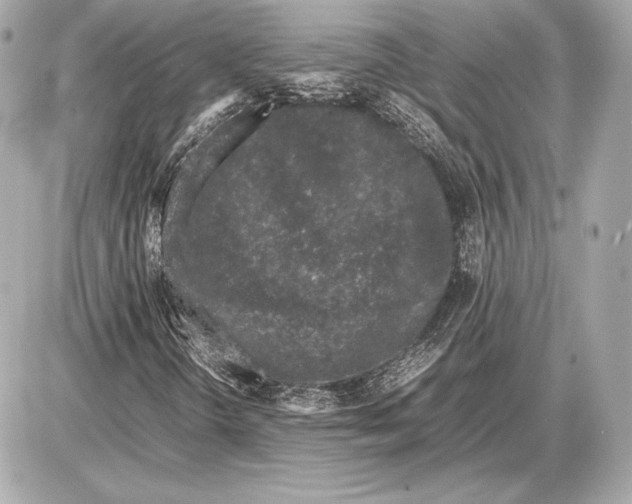 X0000085831298200704091647