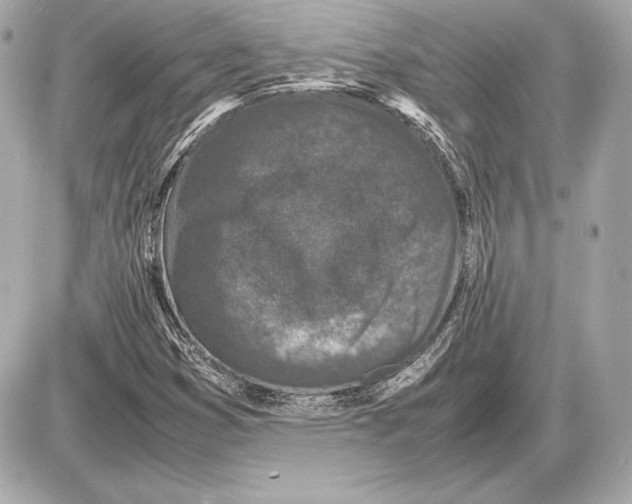 X0000085831353200704091647