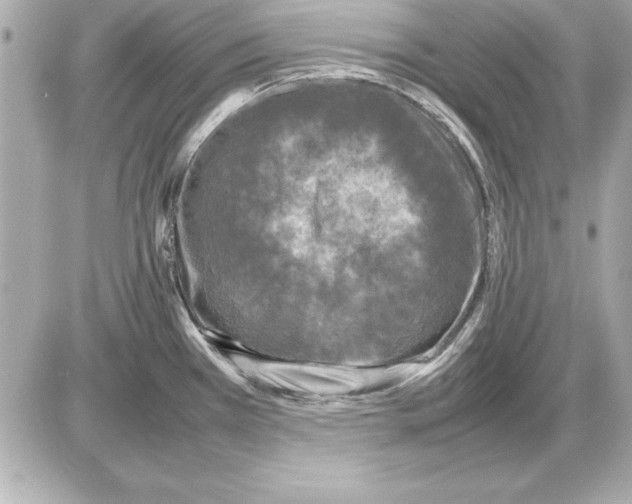 X0000085831385200704091647