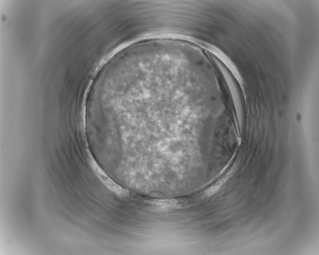 X0000085831388200704091647