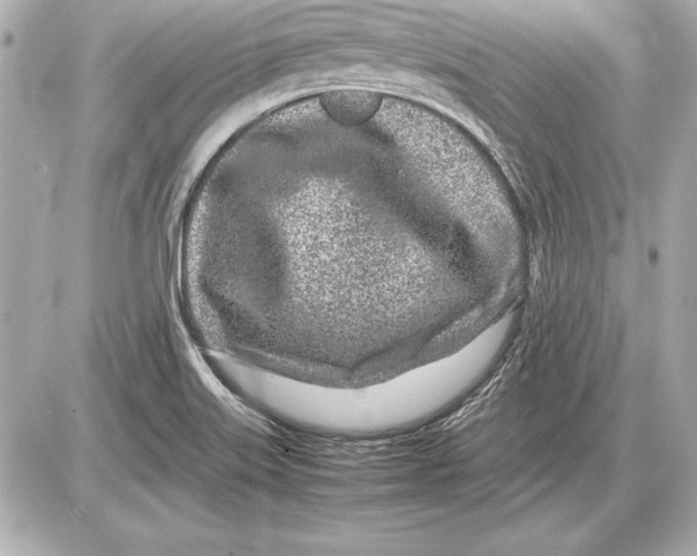 X0000085831515200704091645