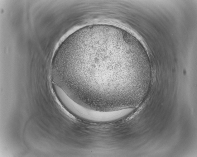 X0000085831525200704091645