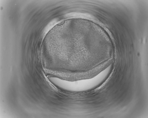 X0000085831529200704091645