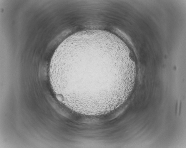 X0000085830065200704132048