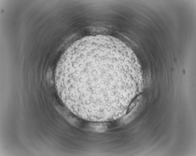 X0000085830187200704132047