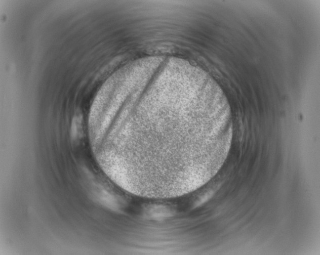 X0000085830224200704132046