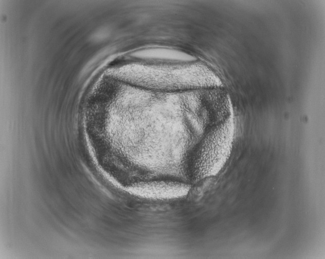X0000085830243200704132045