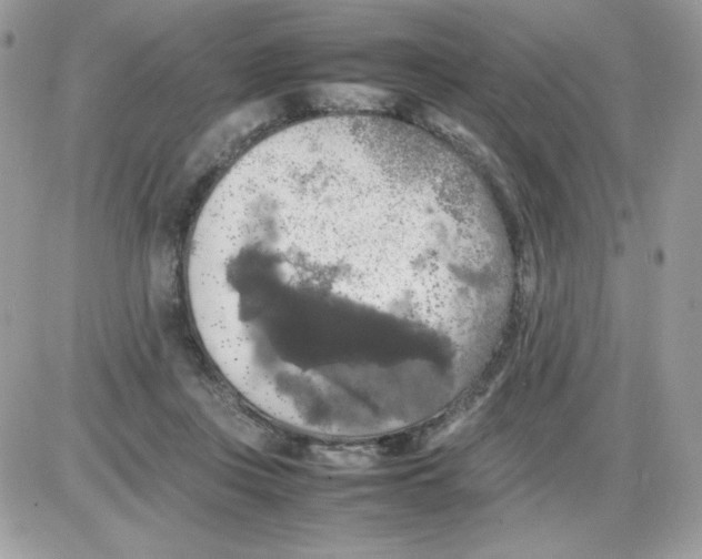 X0000085830359200704132043