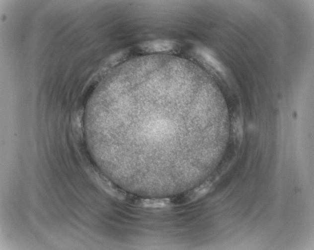 X0000085830373200704132044