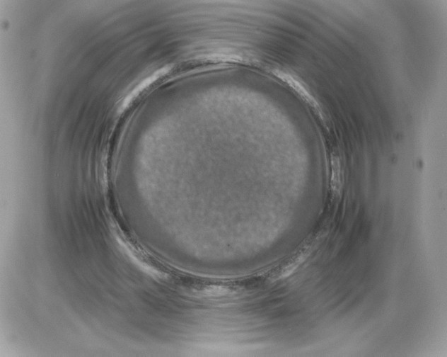X0000085830390200704132043