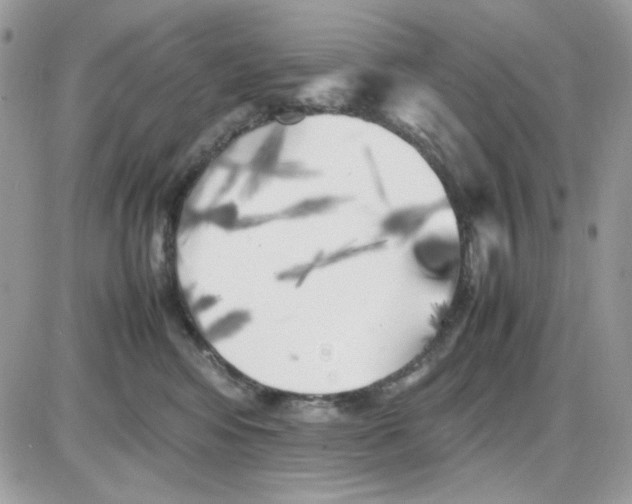 X0000085830424200704132042