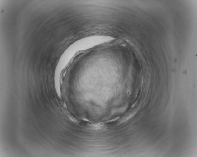 X0000085830432200704132042
