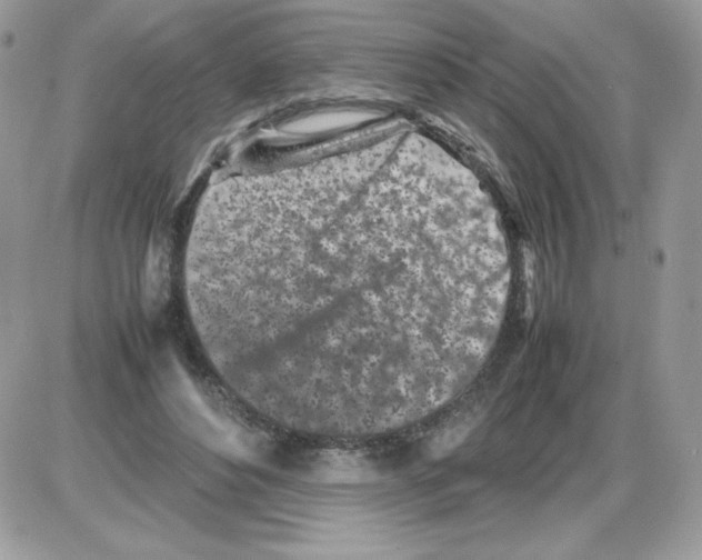 X0000085830496200704132041