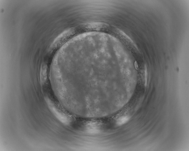 X0000085830504200704132041