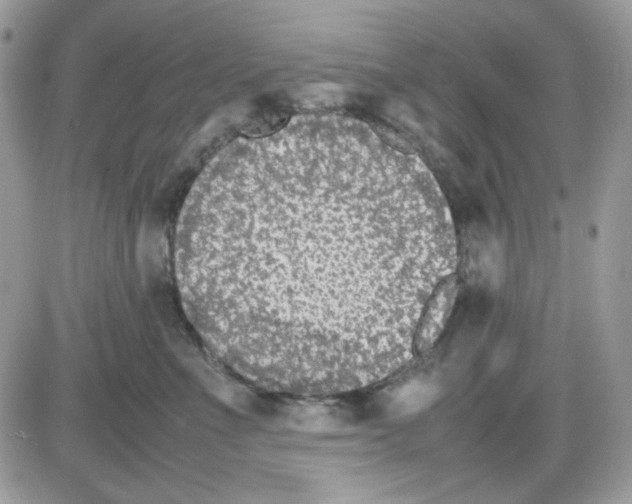 X0000085830523200704132041
