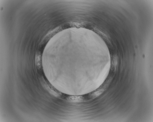 X0000085830526200704132041