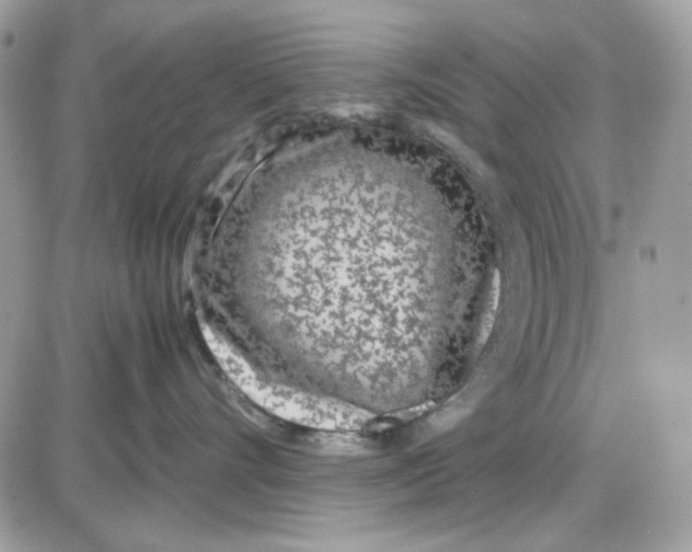 X0000085830528200704132041