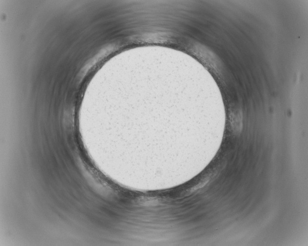 X0000085830534200704132040