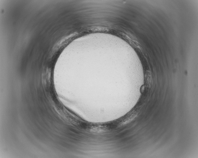 X0000085830550200704132040