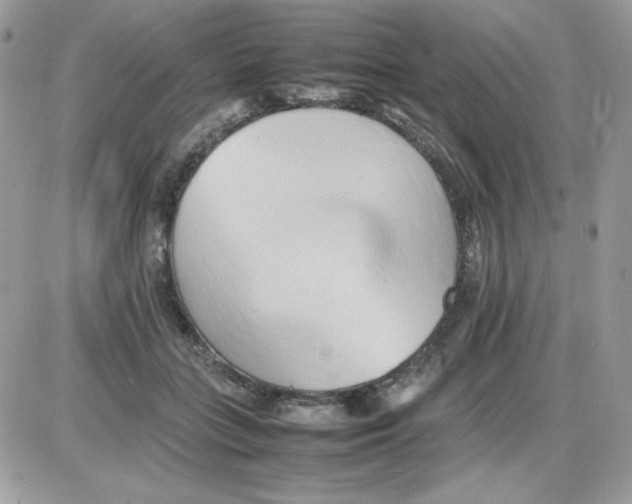 X0000085830555200704132040