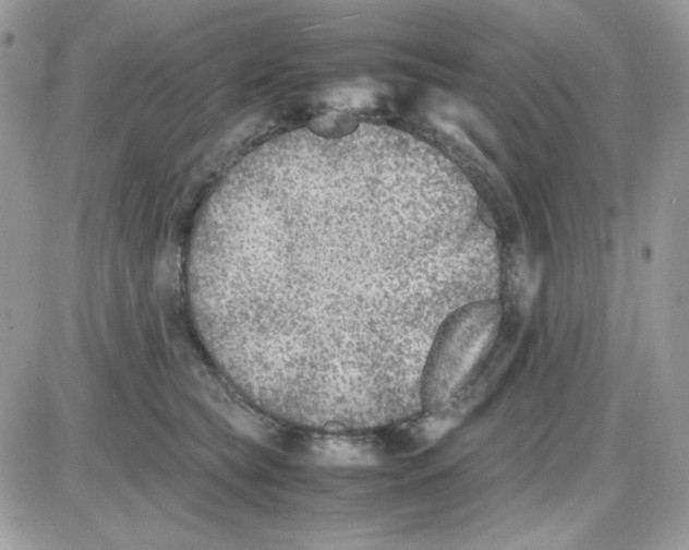X0000085830565200704132040