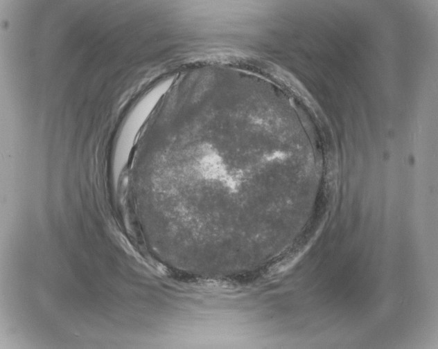 X0000085830585200704132040