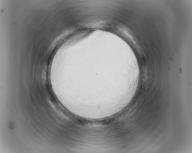 X0000085830586200704132040