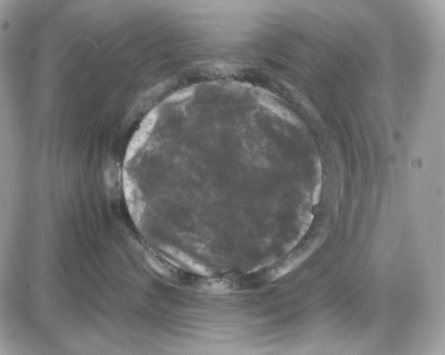 X0000085830624200704132039