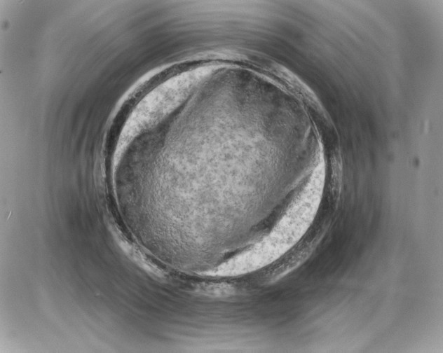 X0000085830784200704132036