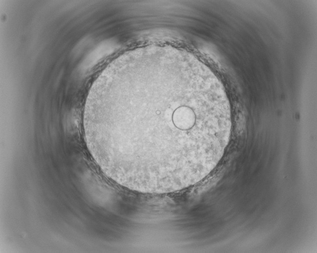 X0000085830824200704132035