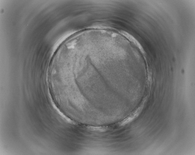 X0000085830855200704132036