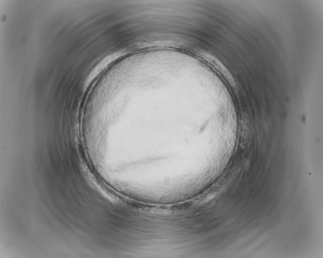 X0000085830890200704132035