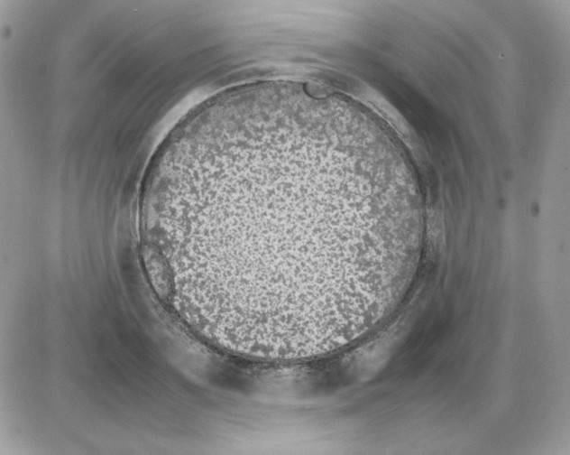 X0000085830891200704132035