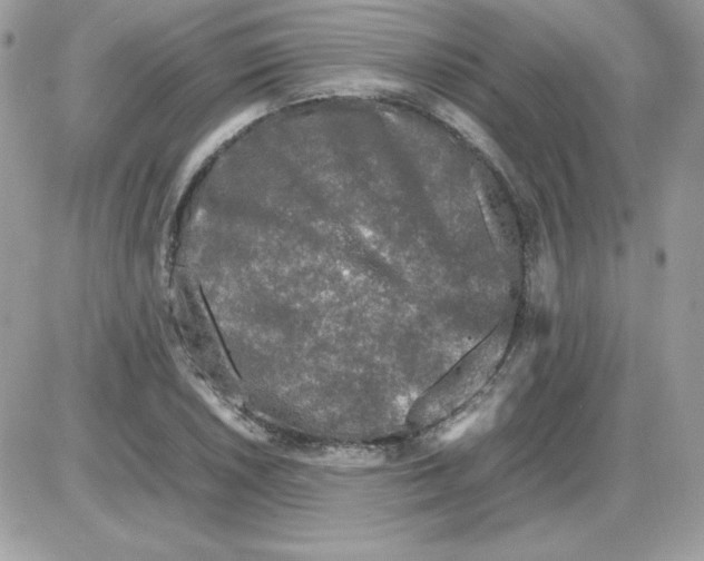 X0000085831026200704132032