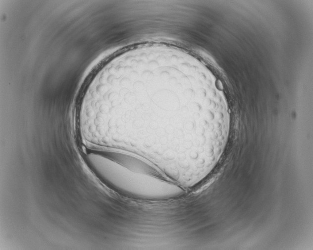 X0000085831032200704132032