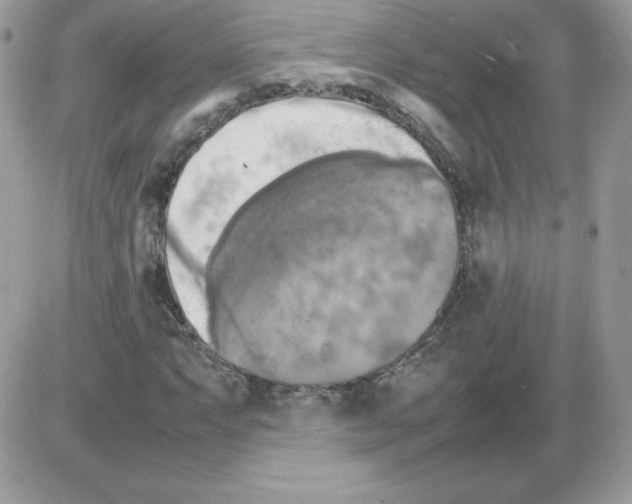 X0000085831063200704132032