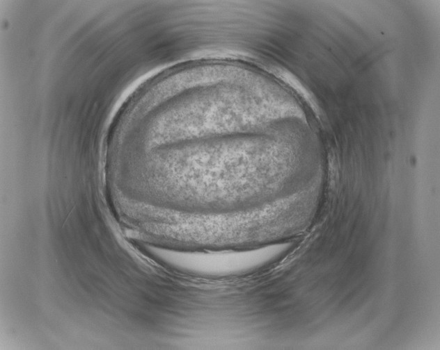 X0000085831124200704132031