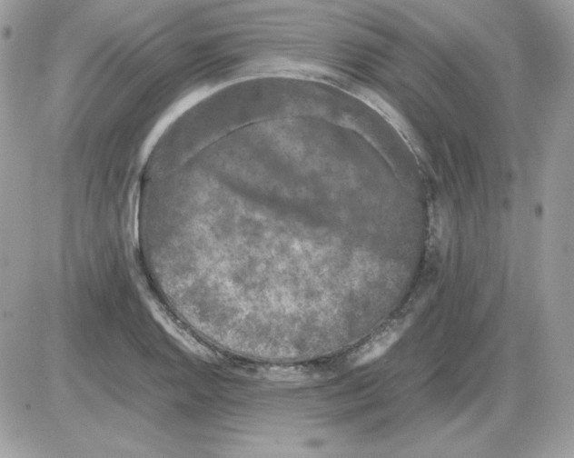 X0000085831128200704132031