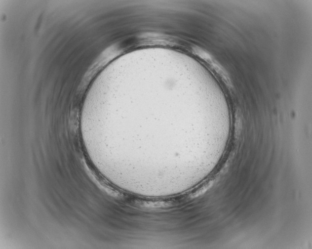 X0000085831233200704132029