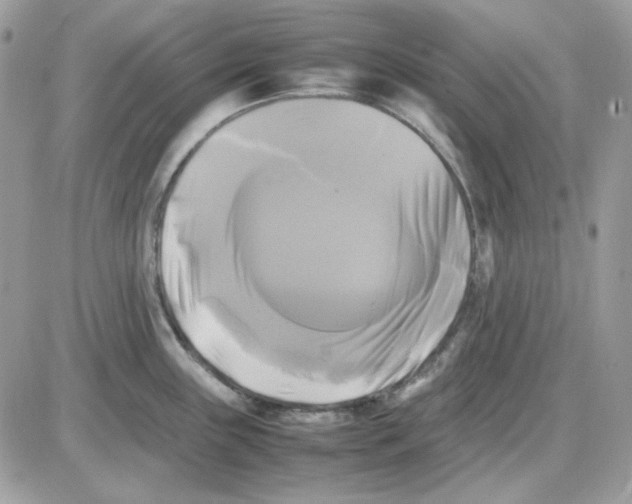 X0000085831243200704132029