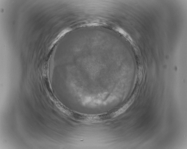 X0000085831353200704132027