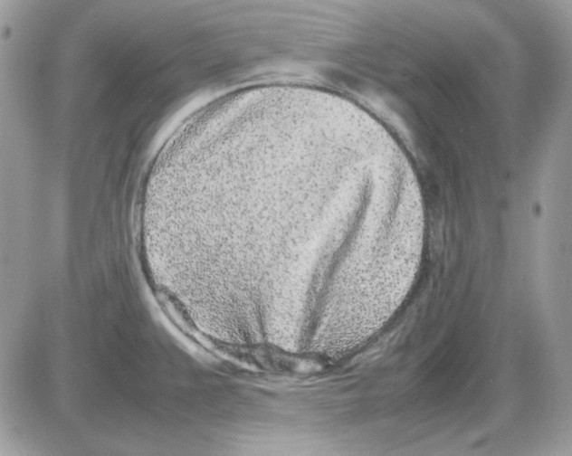 X0000085831383200704132026