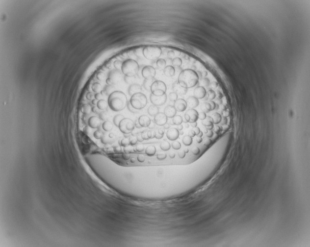 X0000085831432200704132026