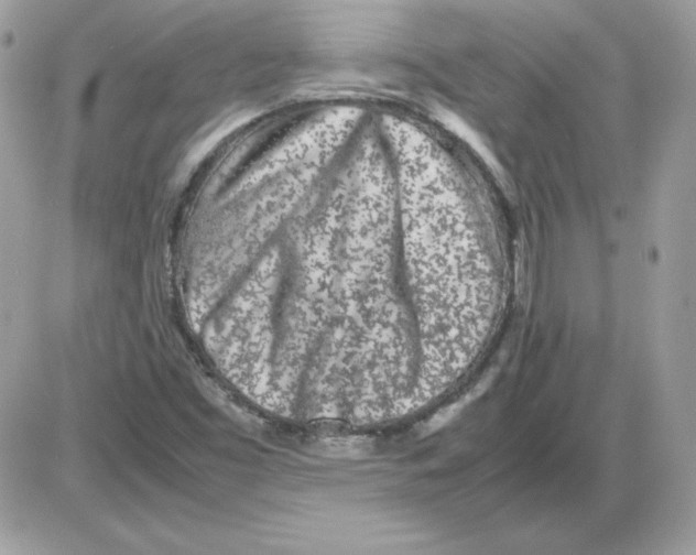 X0000085831453200704132025