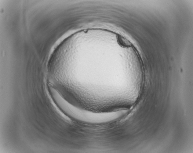 X0000085831525200704132024