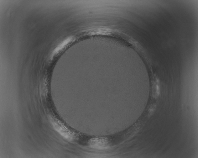 X0000085840354200703161357